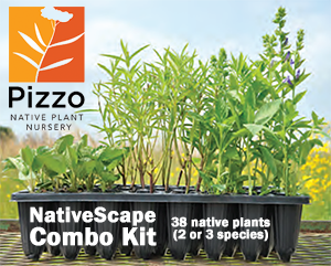 Pizzo Native Plant Nursery