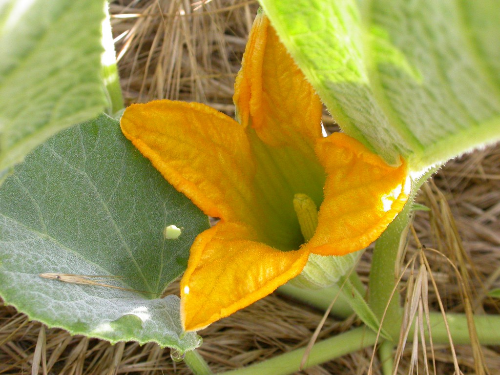 "Cucurbita foetidissima staminate flower 2003-05-19" by Copyright by Curtis Clark, licensed as noted - Photography by Curtis Clark. Licensed under CC BY-SA 2.5 via Wikimedia Commons - https://commons.wikimedia.org/wiki/File:Cucurbita_foetidissima_staminate_flower_2003-05-19.jpg#/media/File:Cucurbita_foetidissima_staminate_flower_2003-05-19.jpg