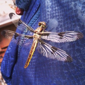 Beaubien Dragonfly