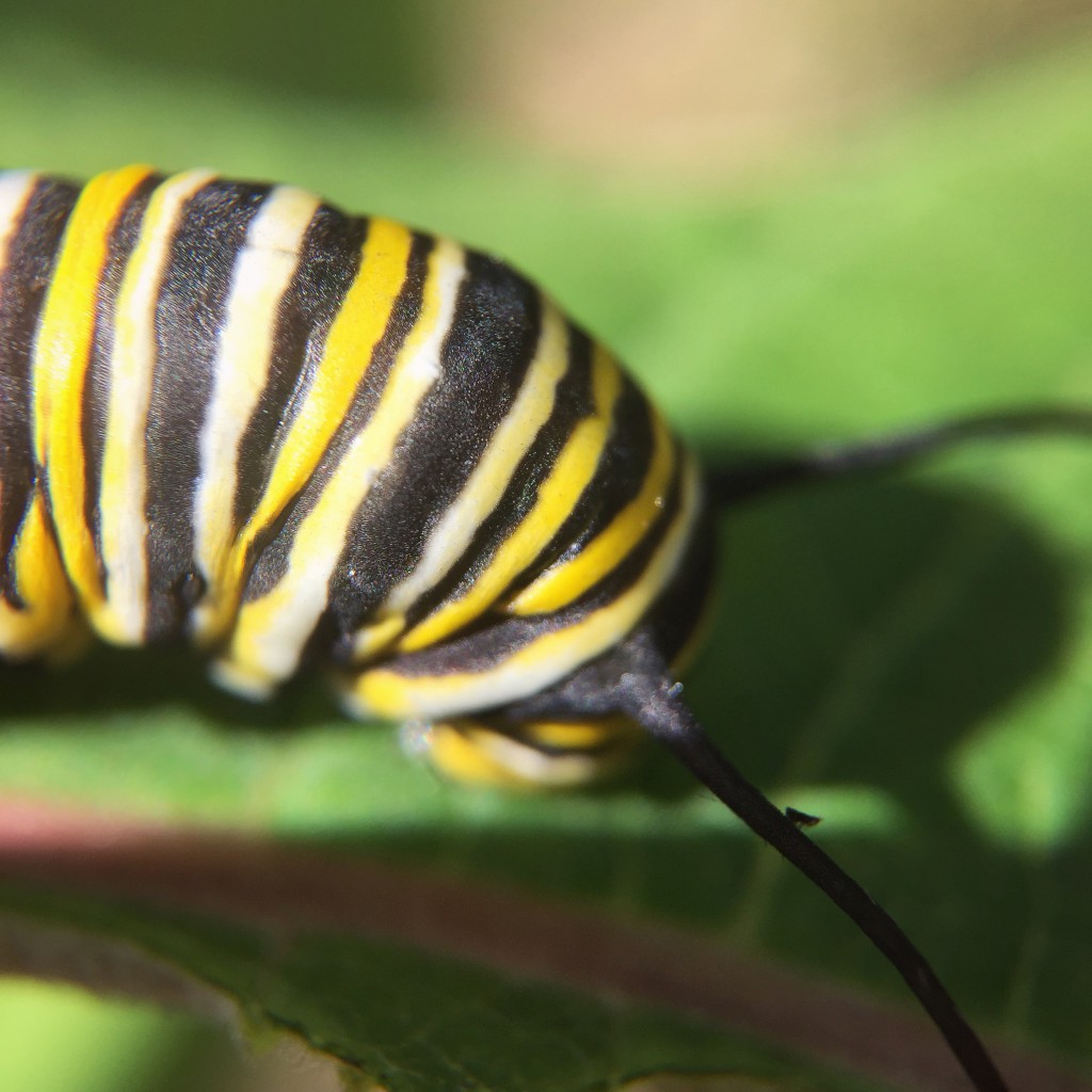 Monarch caterpillar - does it have a tiny tiny creature on its antenna? 