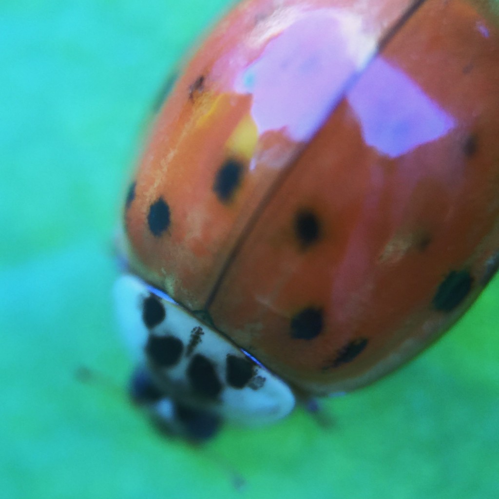 Did you know a lady beetle's shell got this shiny? I DIDN'T.