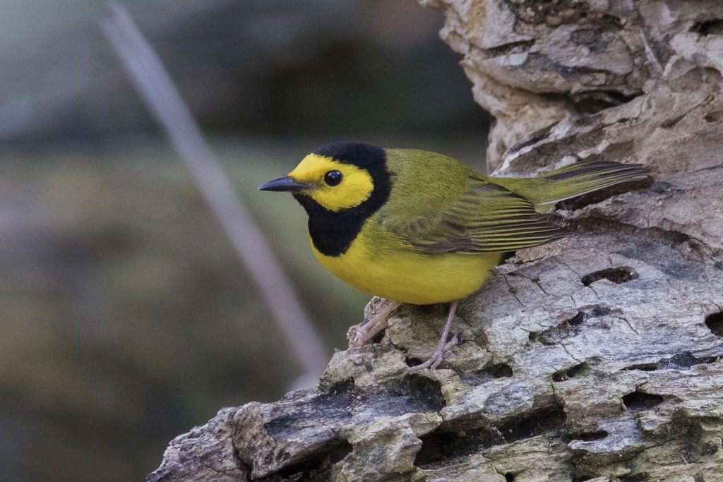 Hooded Warbler by Jerry Goldner