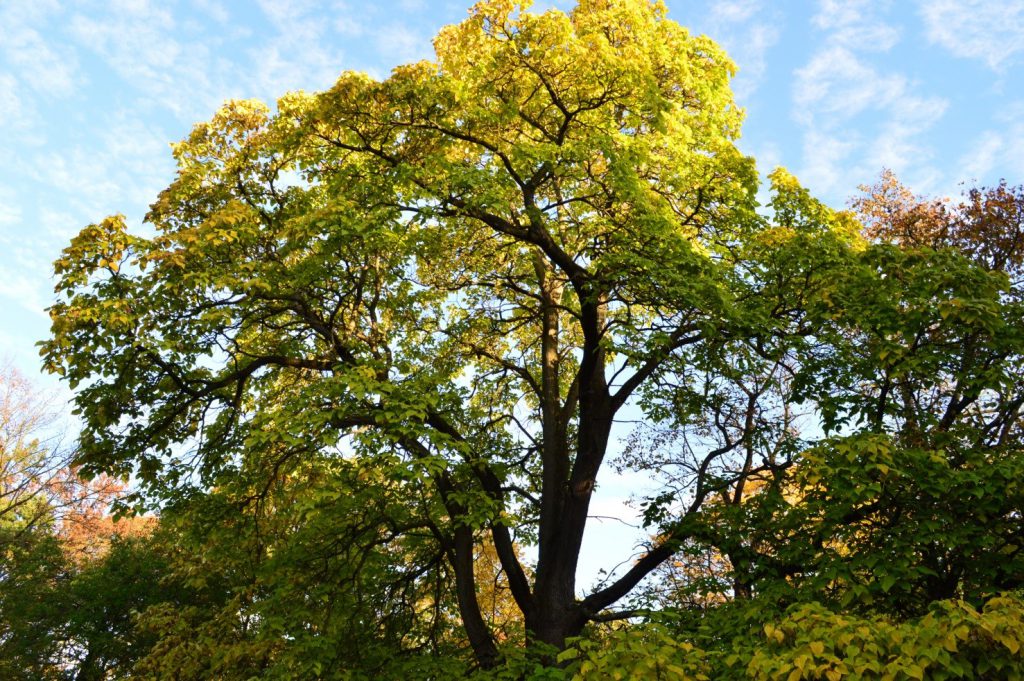 Bob Mann Catalpa