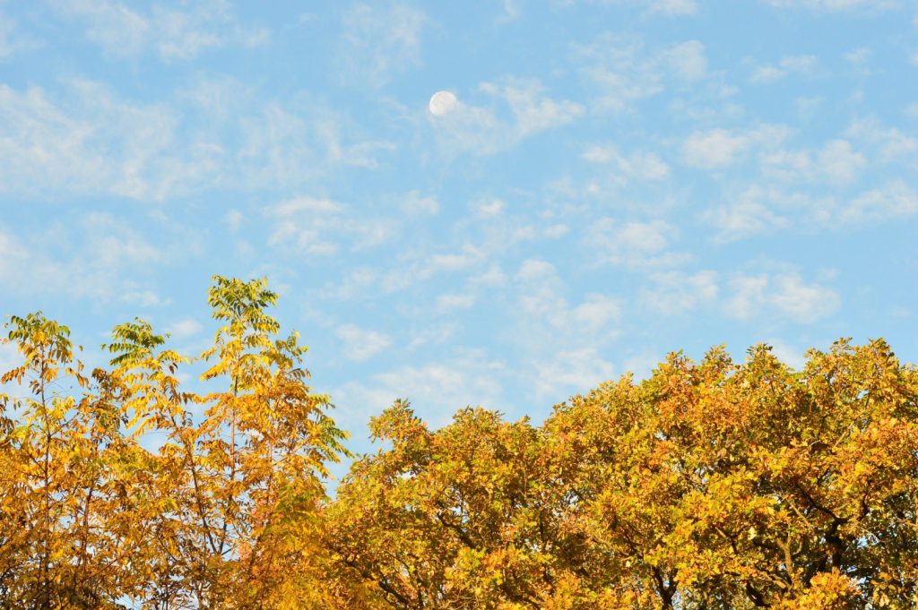 Deciduous Canopy