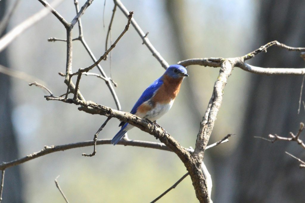 Eastern Bluebird Mark Kluge