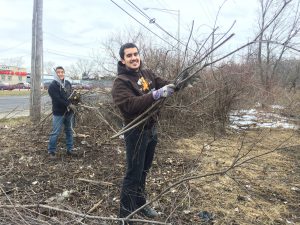 Kevin and Will cut and carry glossy buckthorn from the prairie edge